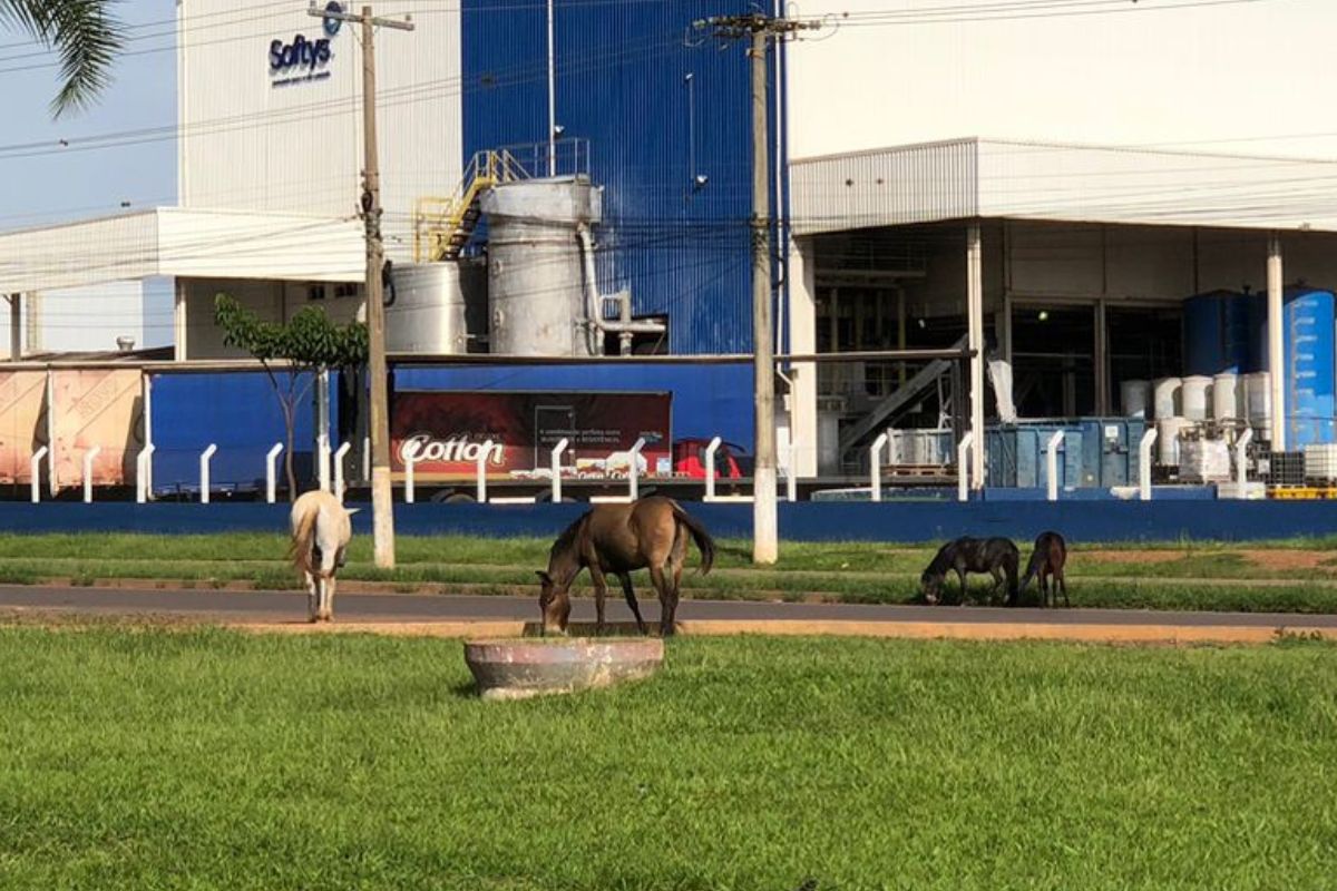 foto de equinos pastando em canteiro no Daia