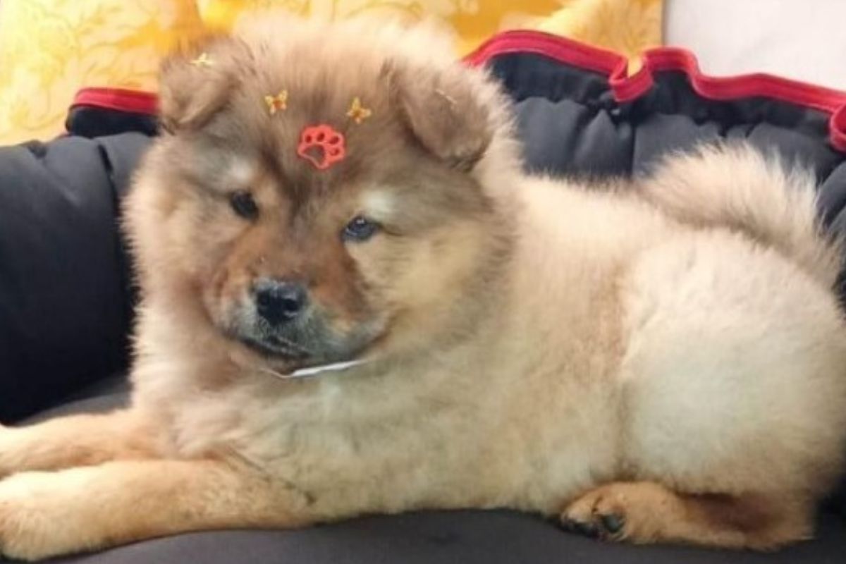 foto do cadela chow-chow furtada no camelódromo de anápolis