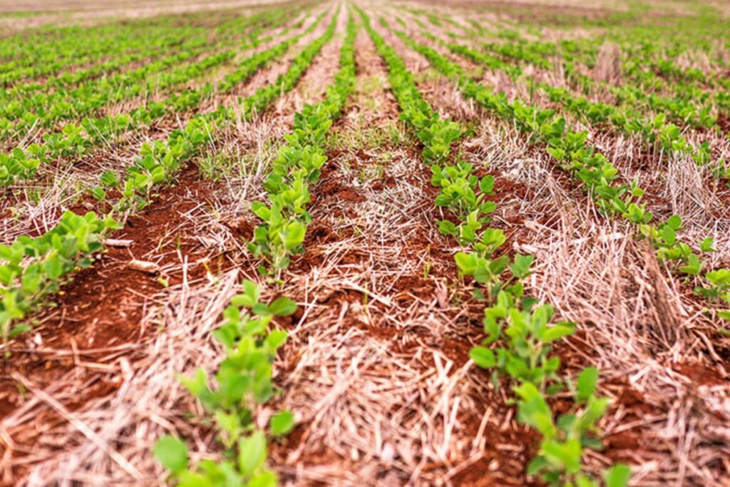 foto de plantação agrícola