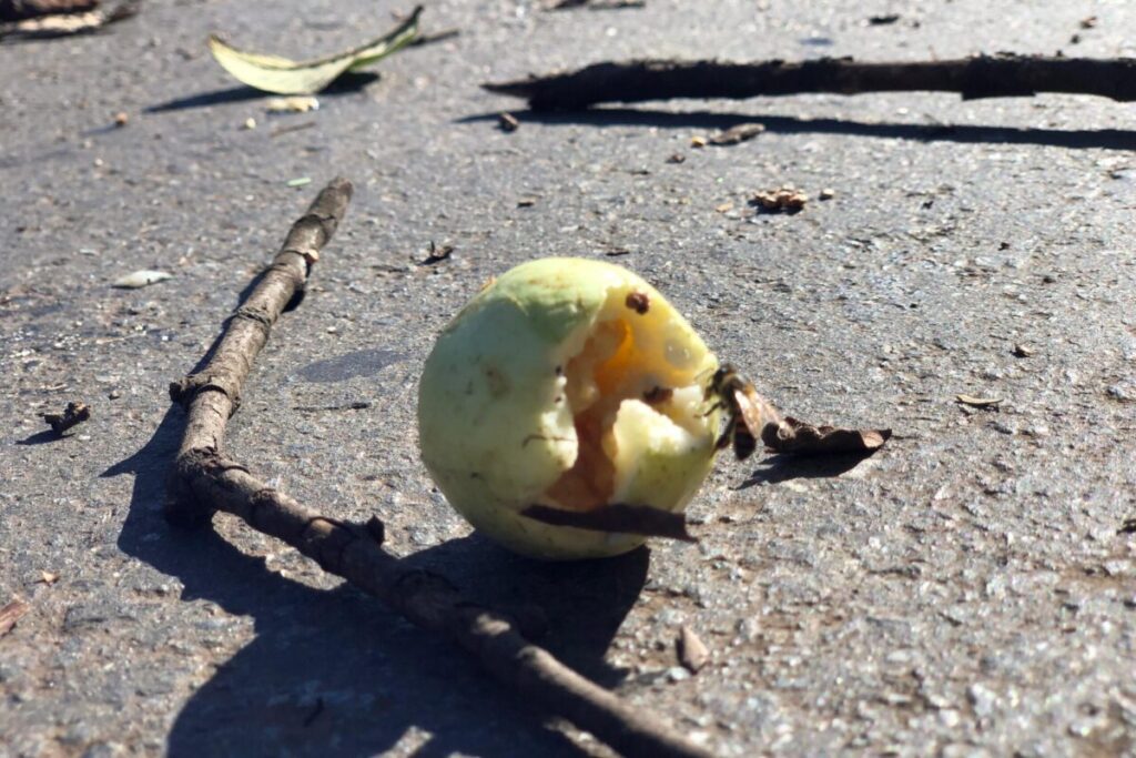 foto de goiaba, fruto da goiabeira caída, no chão de rua em Anápolis