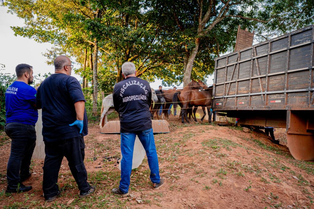 Animais foram resgatados com o apoio da prefeitura (Foto: Paulo de Tarso)