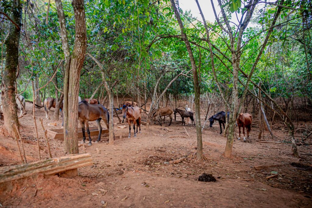 A suspeita é de que a carne dos equinos seria utilizada para consumo humano (Foto: Paulo de Tarso/ Prefeitura de Anápolis)