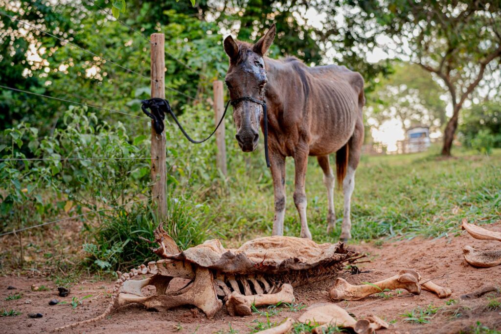 Cerca de 40 equinos estavam espalhados pela área (Foto: Paulo de Tarso/ Prefeitura de Anápolis)