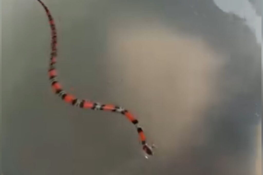 A cobra coral é conhecida por suas cores vibrante (Foto: Captura/Jennifer Damasceno)