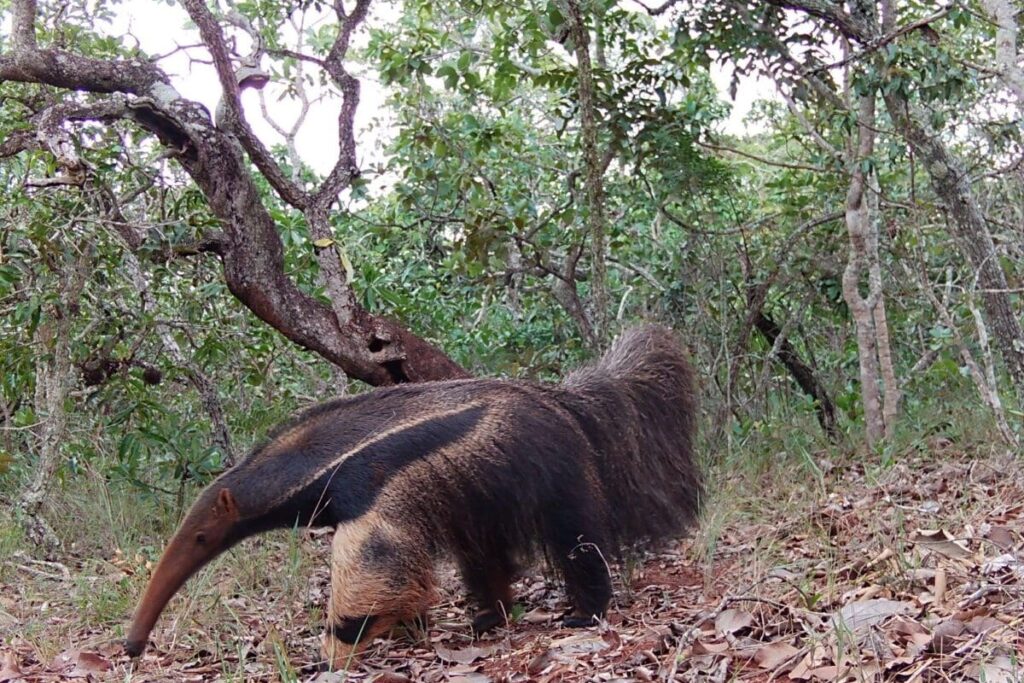 foto do tamanduá bandeira, espécie típica do cerrado