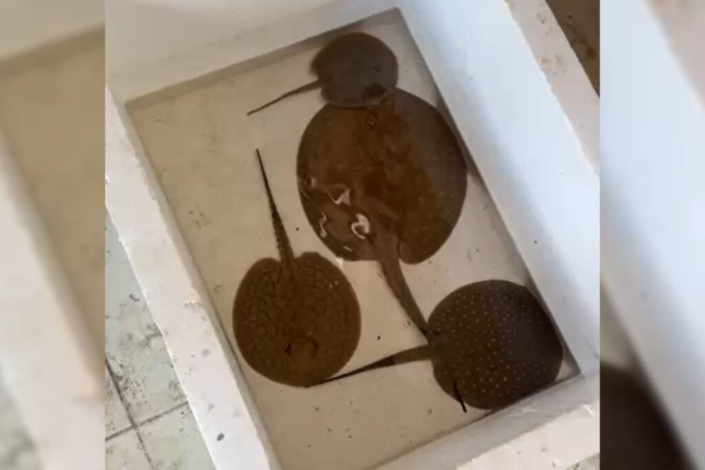 foto de arraias resgatadas em goiânia