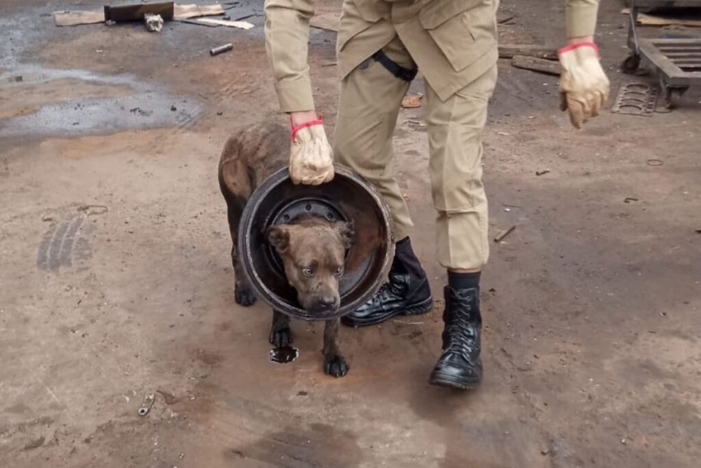 cachorro com a cabeça presa em roda de caminhão