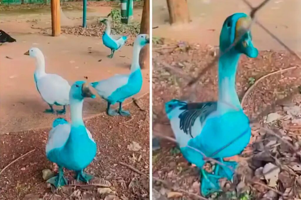 foto de patos tingidos de azul após vazamento de corante